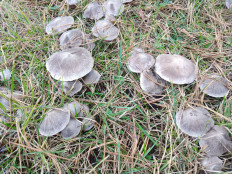 Гриб из Москва