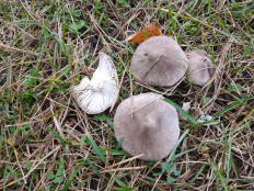 Гриб из Москва