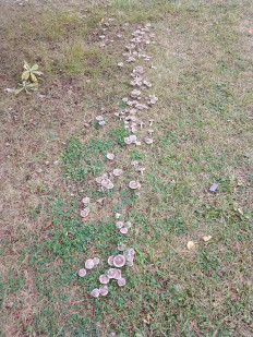 Гриб из Москва