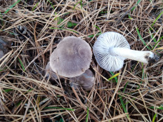 Гриб из Москва