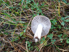 Гриб из Москва