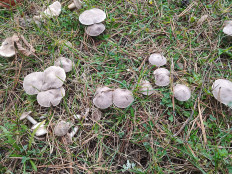 Гриб из Москва