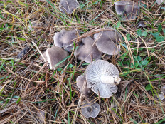 Гриб из Москва