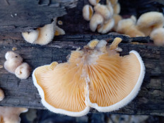 Гриб из Стерлитамак Башкирия