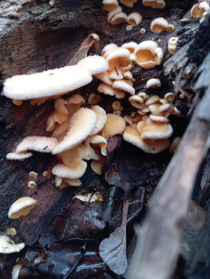 Гриб из Стерлитамак Башкирия