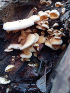 Гриб из Стерлитамак Башкирия