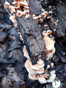 Гриб из Стерлитамак Башкирия