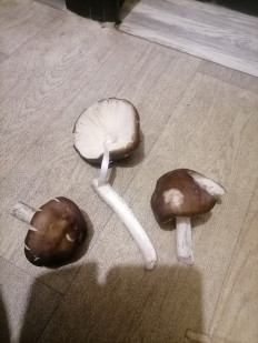 Гриб из воронежская область.
