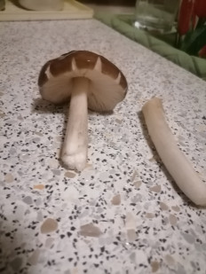 Гриб из воронежская область.