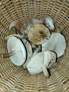 Гриб из Г. Щёлкино