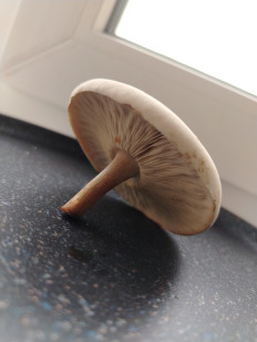 Гриб из Г. Щёлкино