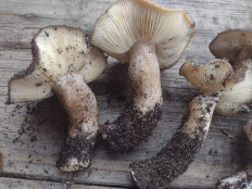 Гриб из Попасная