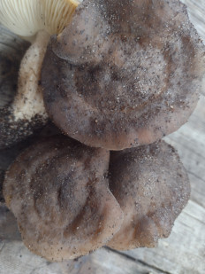 Гриб из Попасная