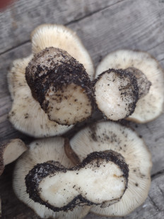 Гриб из Попасная