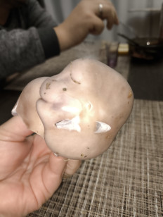 Гриб из Ейск