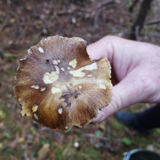 Гриб из Тернополь