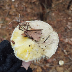 Гриб из Тернополь