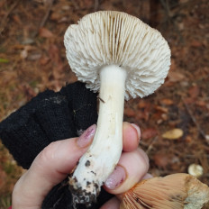 Гриб из Тернополь