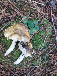 Гриб из Тернополь