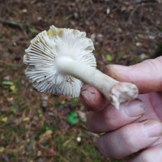 Гриб из Тернополь