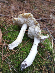 Гриб из Тернополь