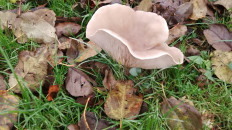 Гриб из Ступино