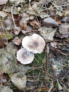 Гриб из Тернополь