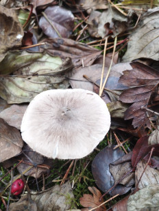 Гриб из Тернополь