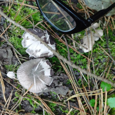 Гриб из Тернополь