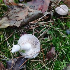 Гриб из Тернополь