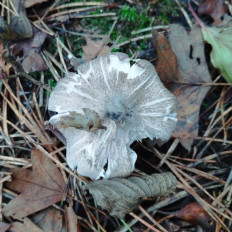 Гриб из Тернополь