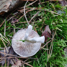 Гриб из Тернополь