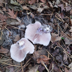 Гриб из Тернополь