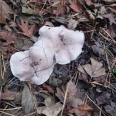 Гриб из Тернополь