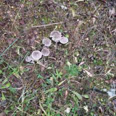 Гриб из Тернополь