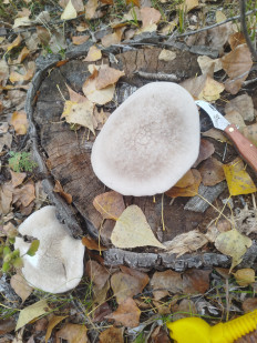 Гриб из г. Астрахань