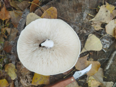 Гриб из г. Астрахань