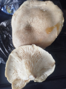 Гриб из г. Астрахань