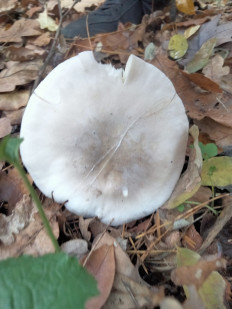 Гриб из Киев