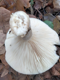 Гриб из Киев