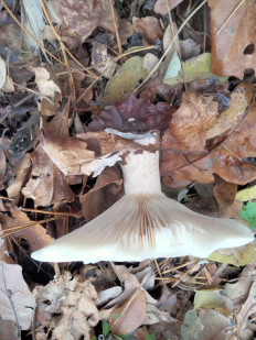 Гриб из Киев