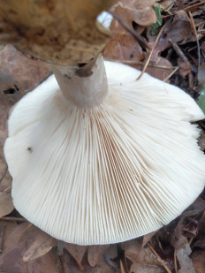 Гриб из Киев