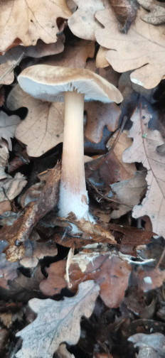 Гриб из Курская область