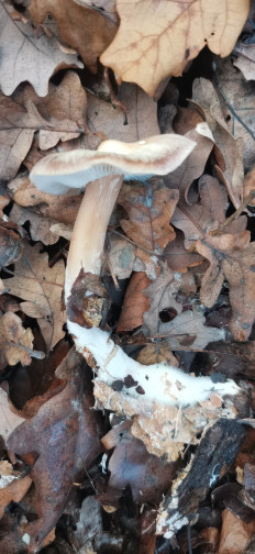 Гриб из Курская область