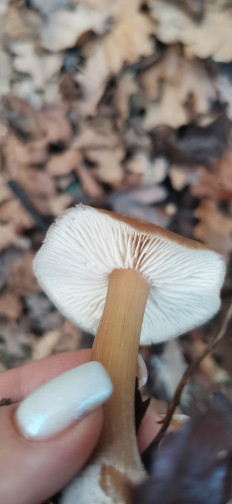 Гриб из Курская область