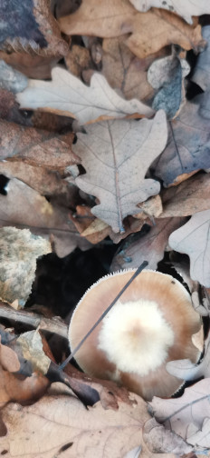 Гриб из Курская область