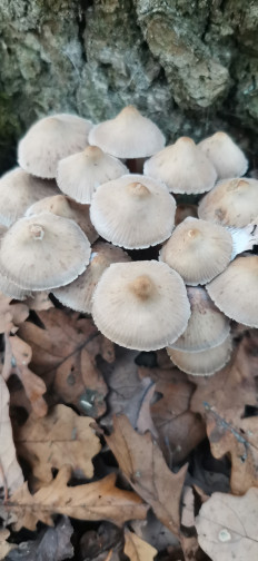 Гриб из Курская область