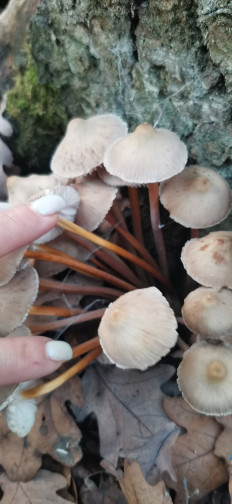 Гриб из Курская область