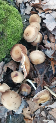 Гриб из Курская область