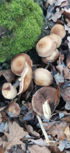 Гриб из Курская область